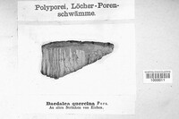Daedalea quercina image